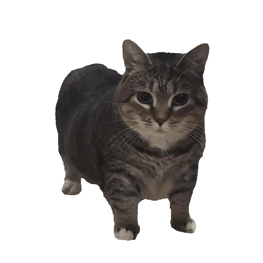 spinning cat